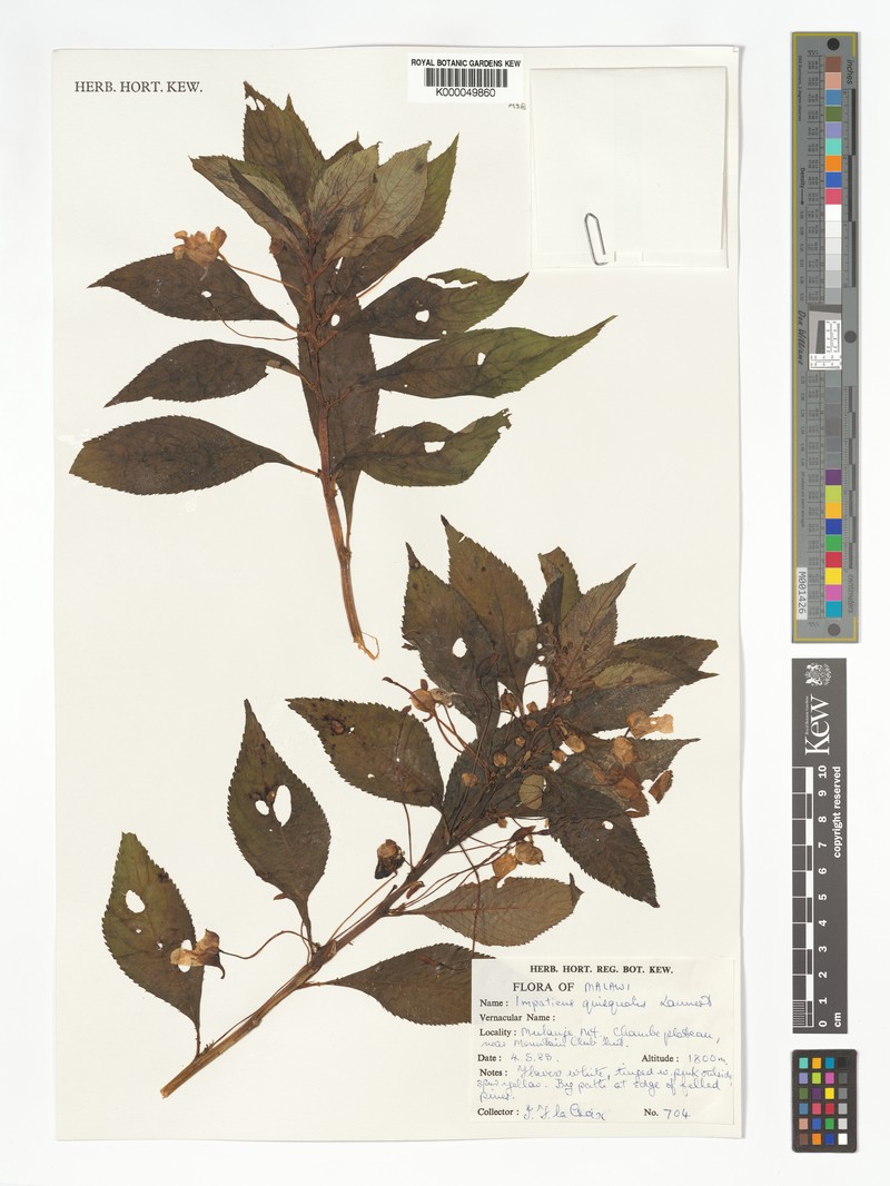 Impatiens quisqualis photo 3