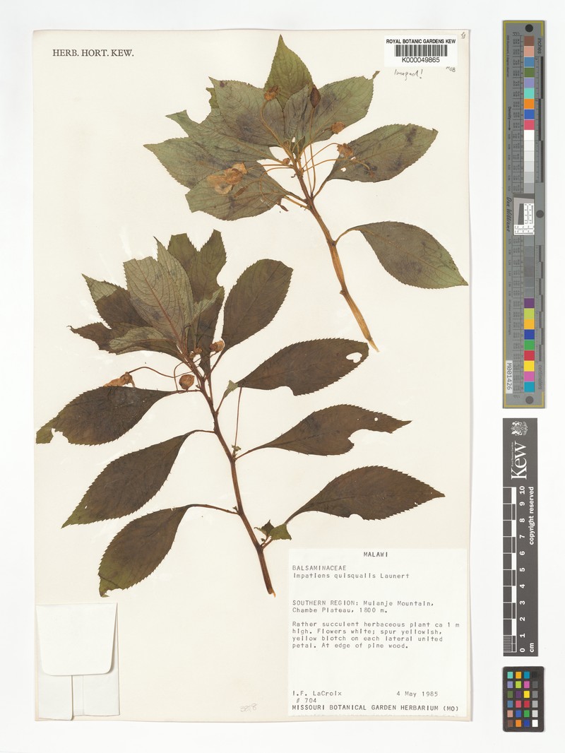 Impatiens quisqualis photo 4