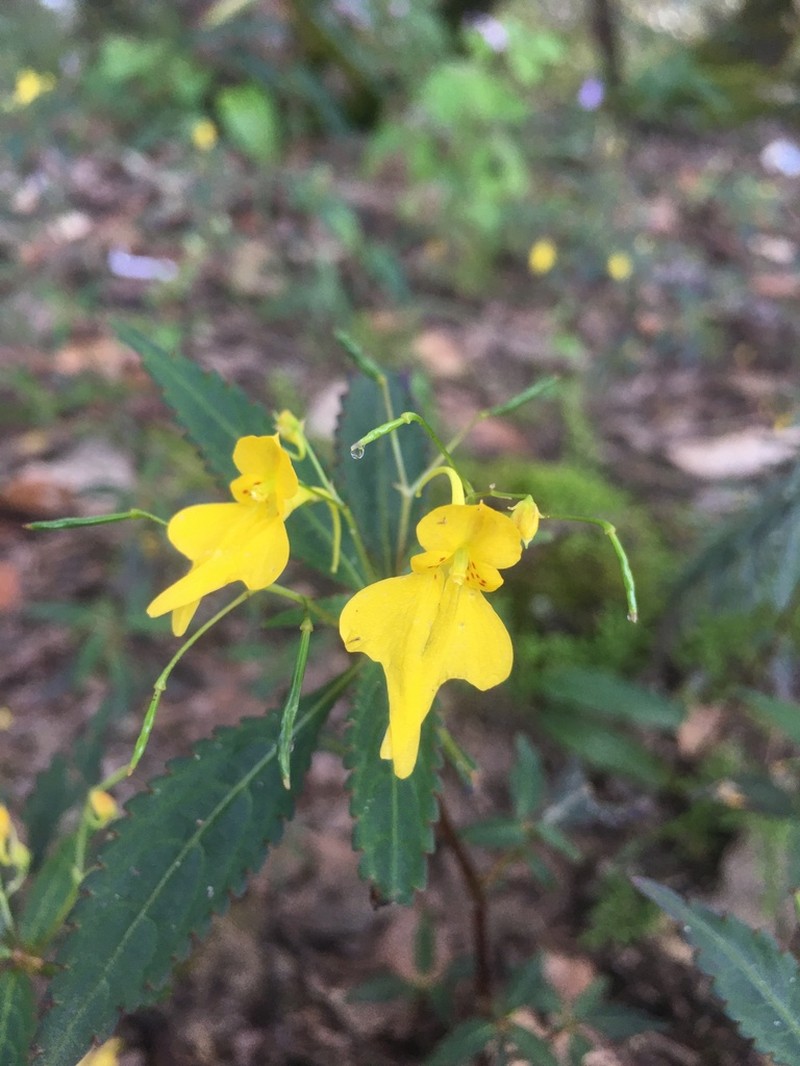 Impatiens racemosa