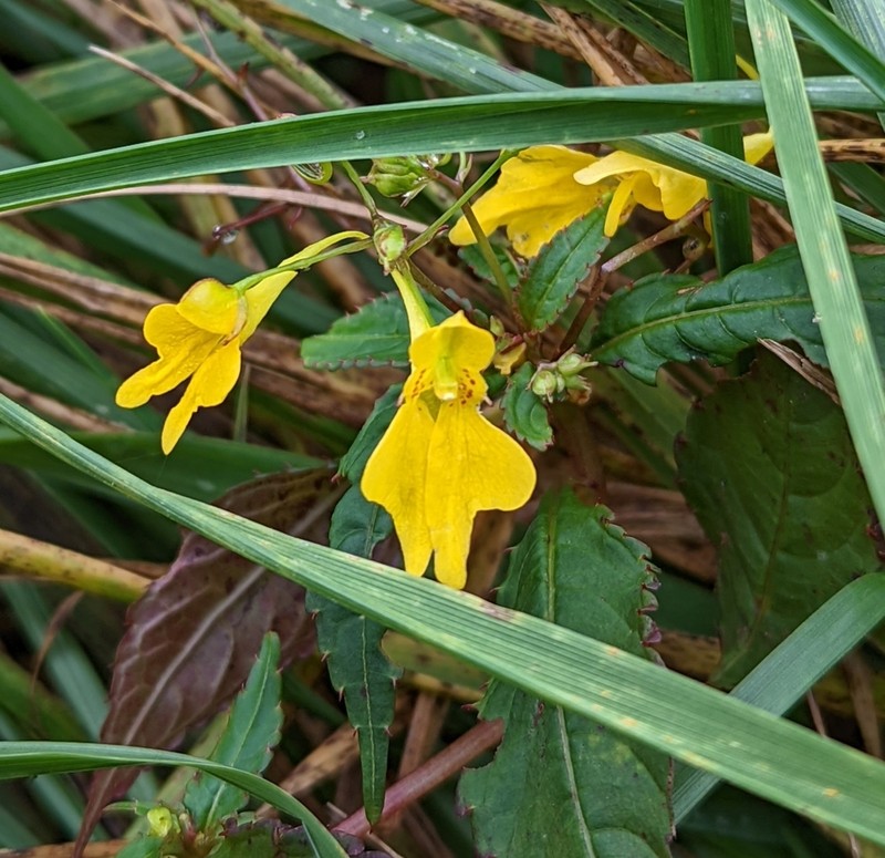 Impatiens racemosa photo 2