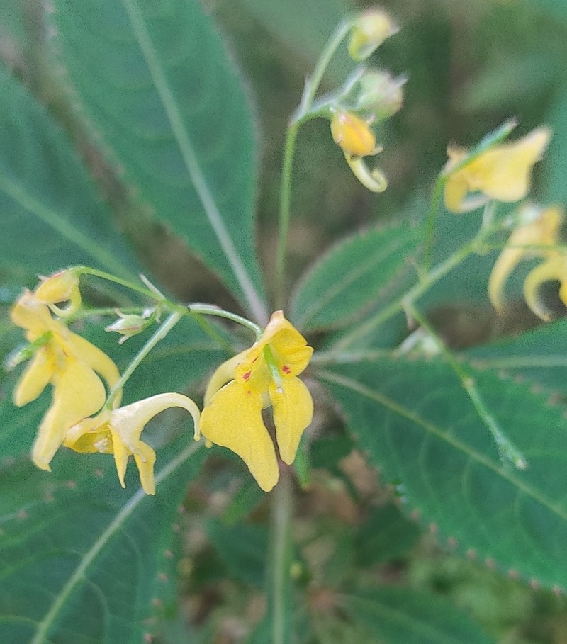 Impatiens racemosa photo 3
