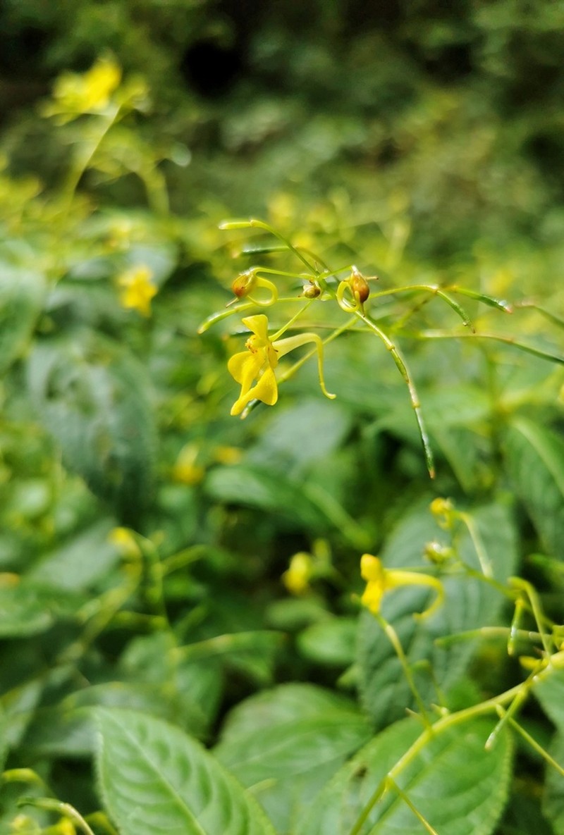 Impatiens racemosa photo 4