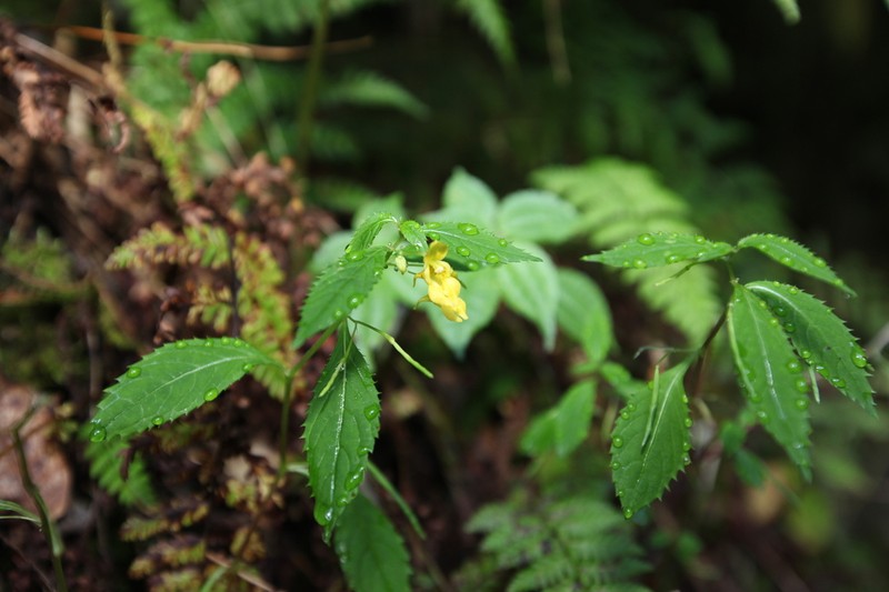 Impatiens racemosa photo 5