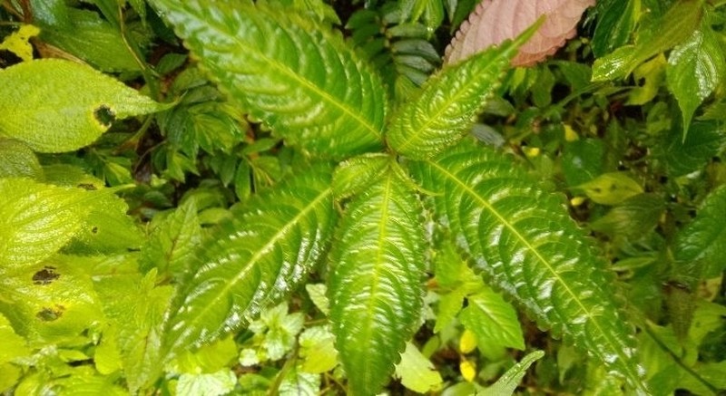 Impatiens racemosa photo 6