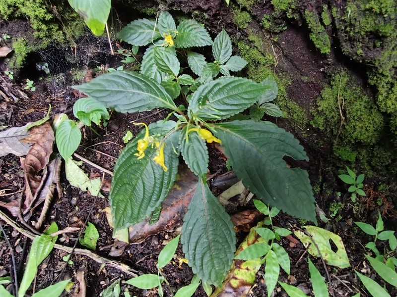 Impatiens racemosa photo 7