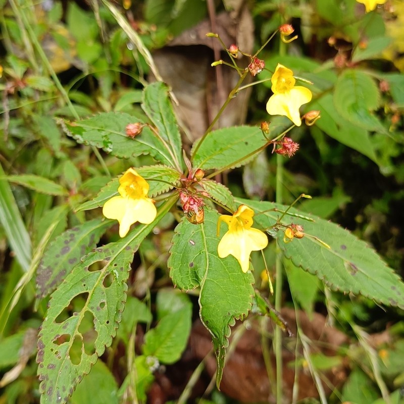 Impatiens racemosa photo 8