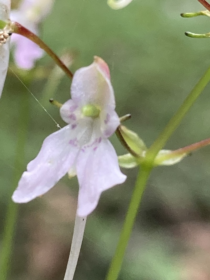 Impatiens radiata