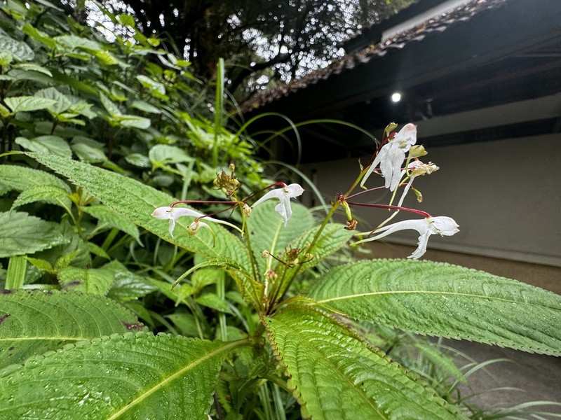 Impatiens radiata photo 2