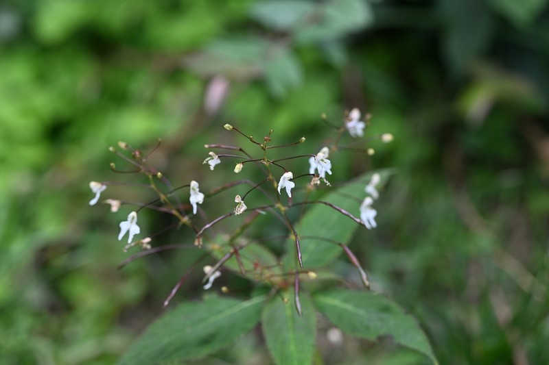 Impatiens radiata photo 3