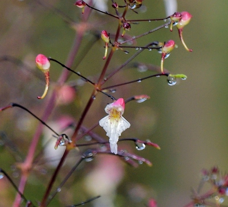 Impatiens radiata photo 4