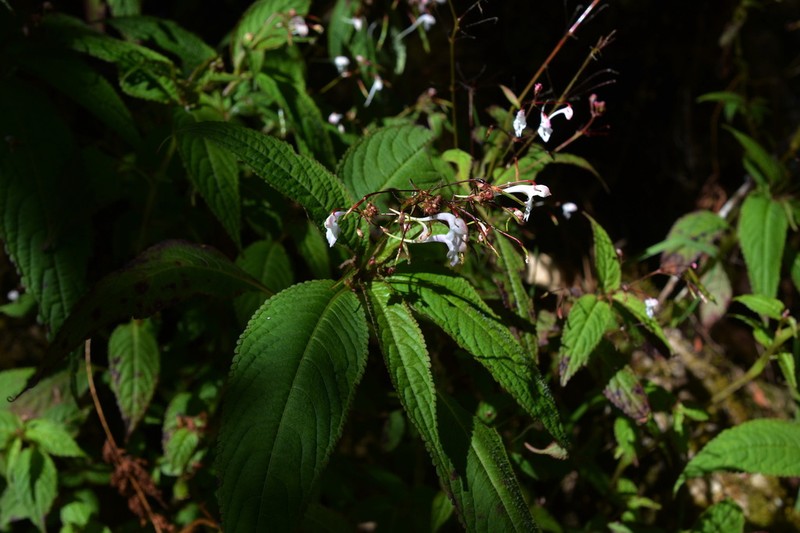 Impatiens radiata photo 5
