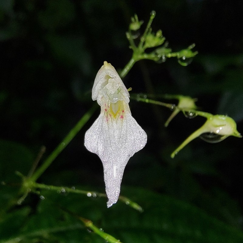 Impatiens radiata photo 7
