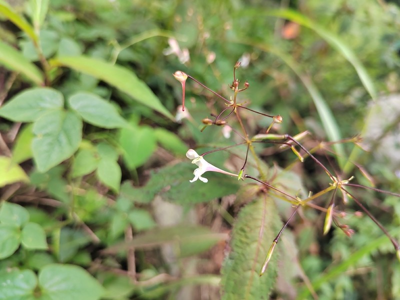 Impatiens radiata photo 8