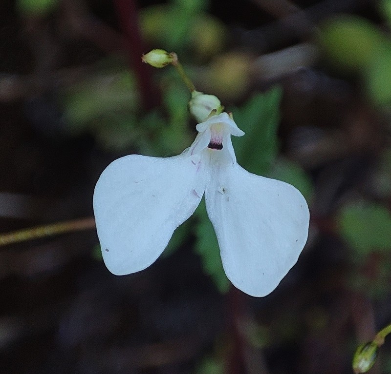 Impatiens raktakesara