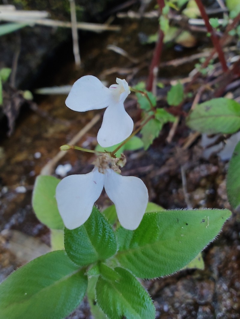 Impatiens raktakesara photo 2