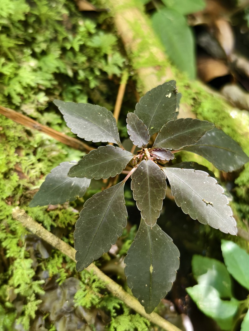 Impatiens ranomafanae