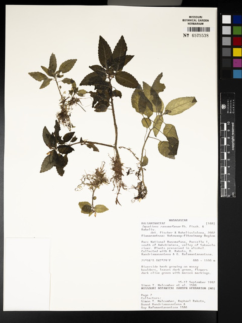 Impatiens ranomafanae photo 2