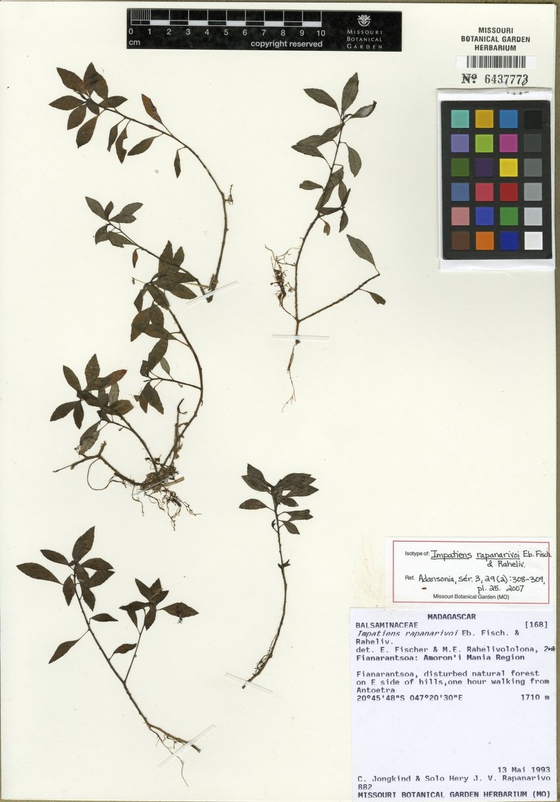 Impatiens rapanarivoi