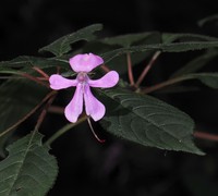 Impatiens raphidothrix
