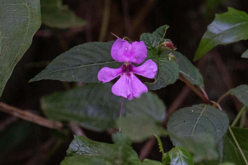 Impatiens raphidothrix photo 3