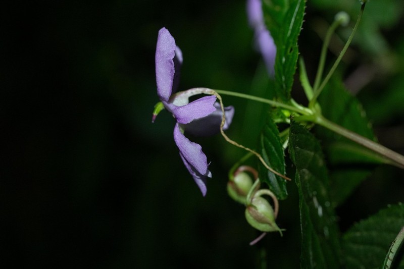 Impatiens raphidothrix photo 4