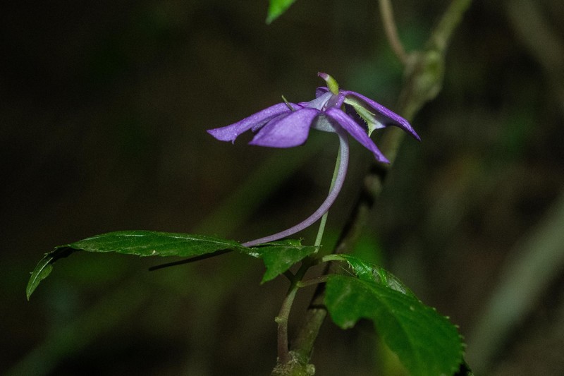 Impatiens raphidothrix photo 6