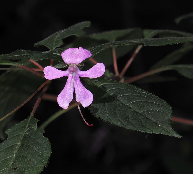 Impatiens raphidothrix photo 8