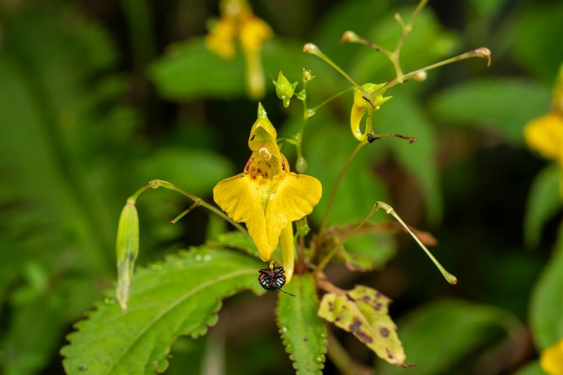 Impatiens rectangula