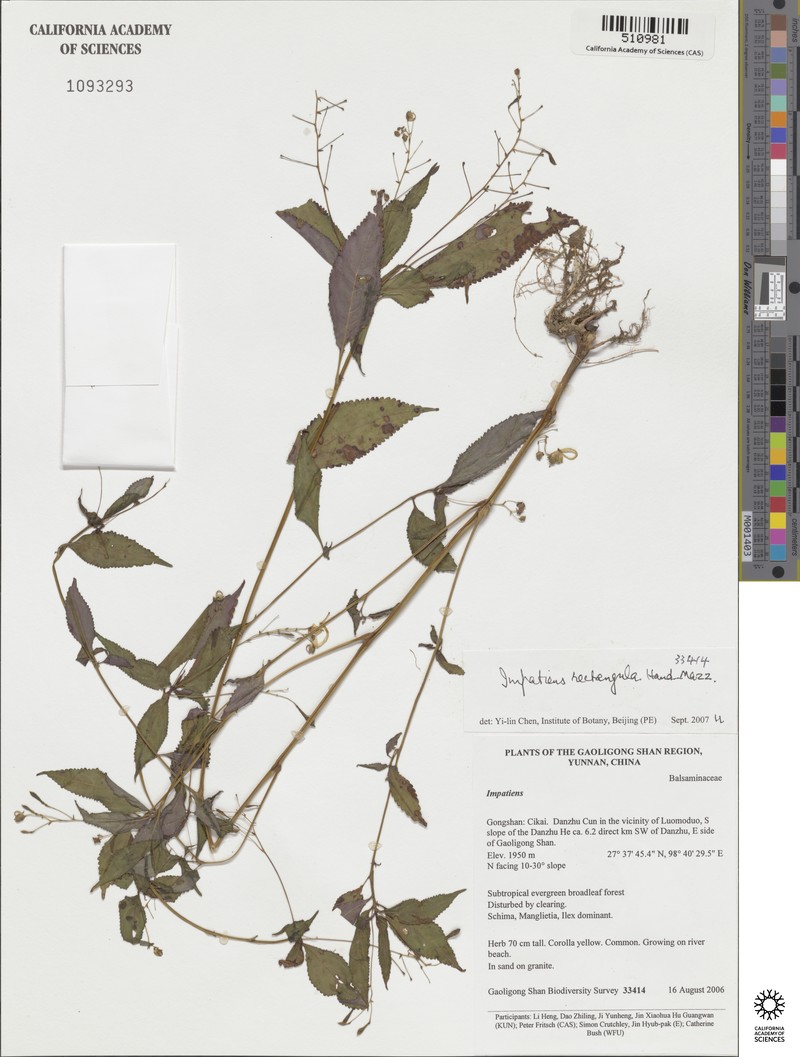 Impatiens rectangula photo 2