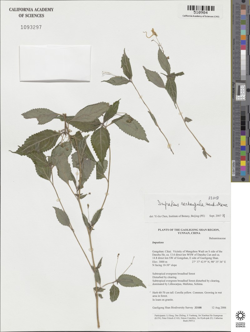 Impatiens rectangula photo 4