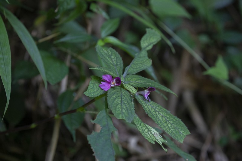 Impatiens rectirostrata