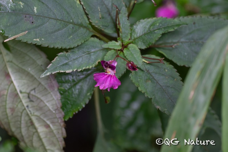 Impatiens rectirostrata photo 2