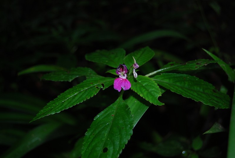 Impatiens rectirostrata photo 3