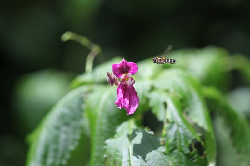 Impatiens rectirostrata photo 4