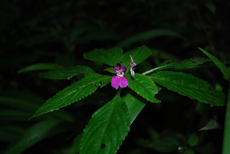 Impatiens rectirostrata photo 6