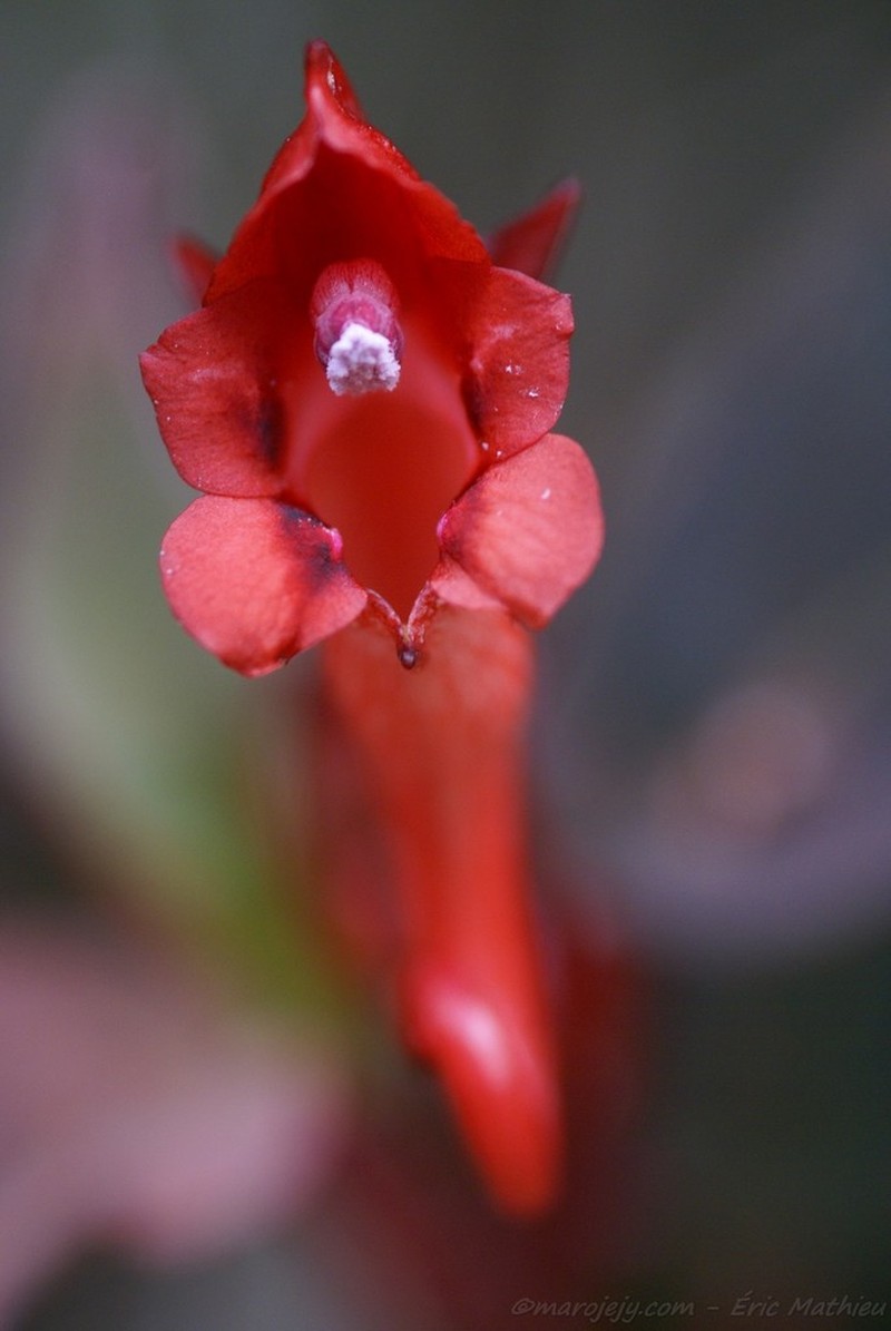 Impatiens renae photo 2