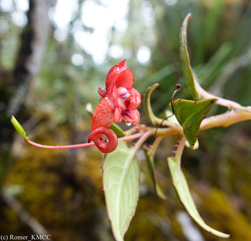 Impatiens renae photo 3