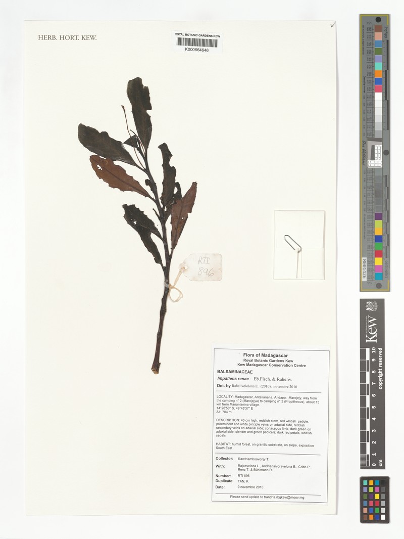 Impatiens renae photo 4