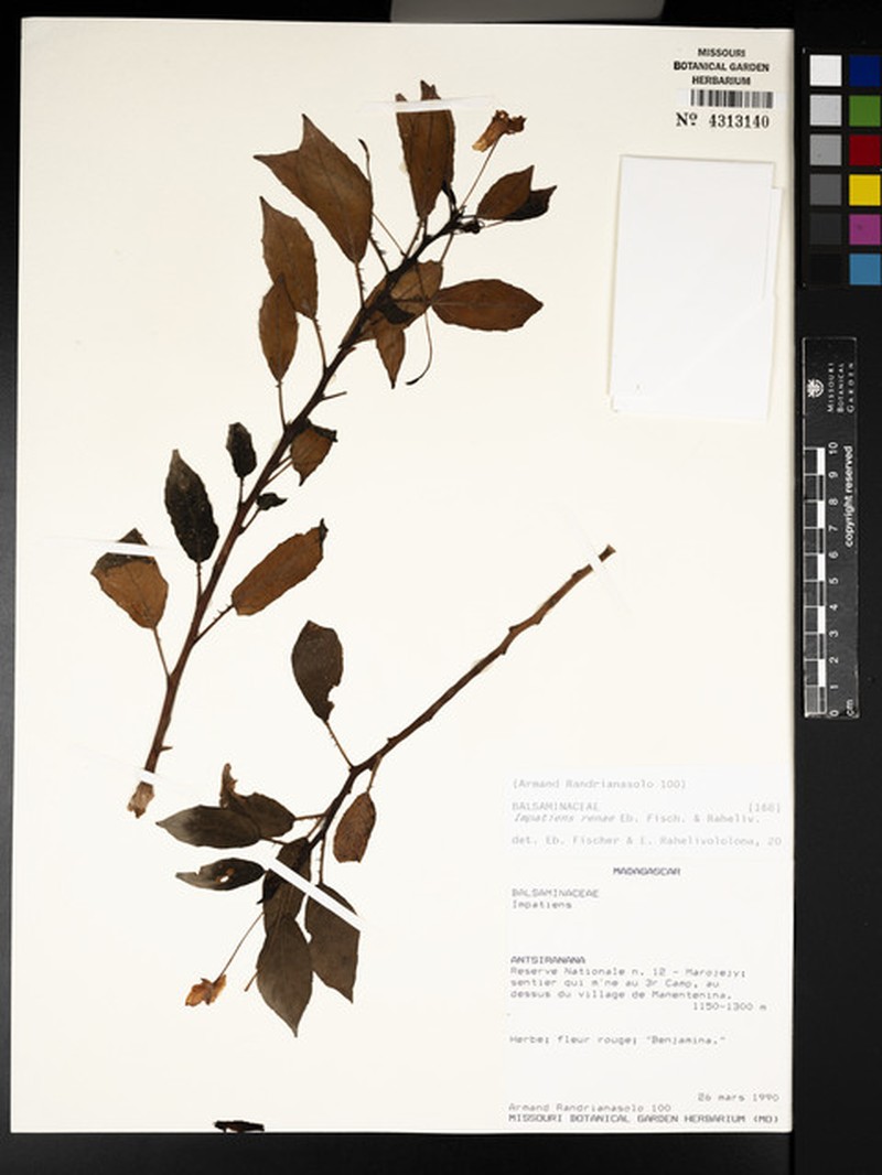 Impatiens renae photo 6