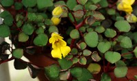 Impatiens repens