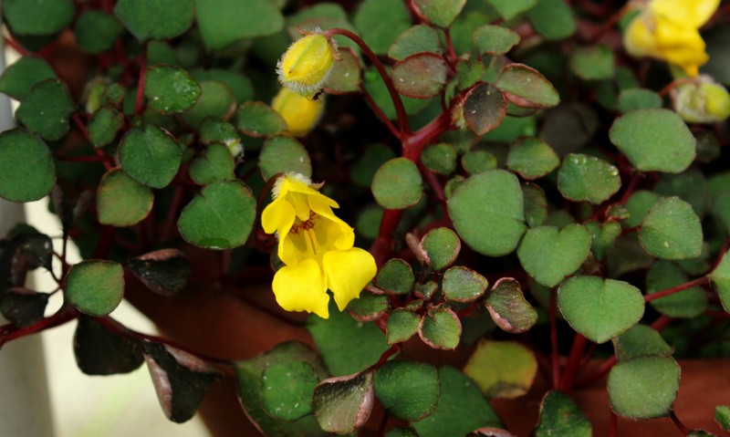 Impatiens repens