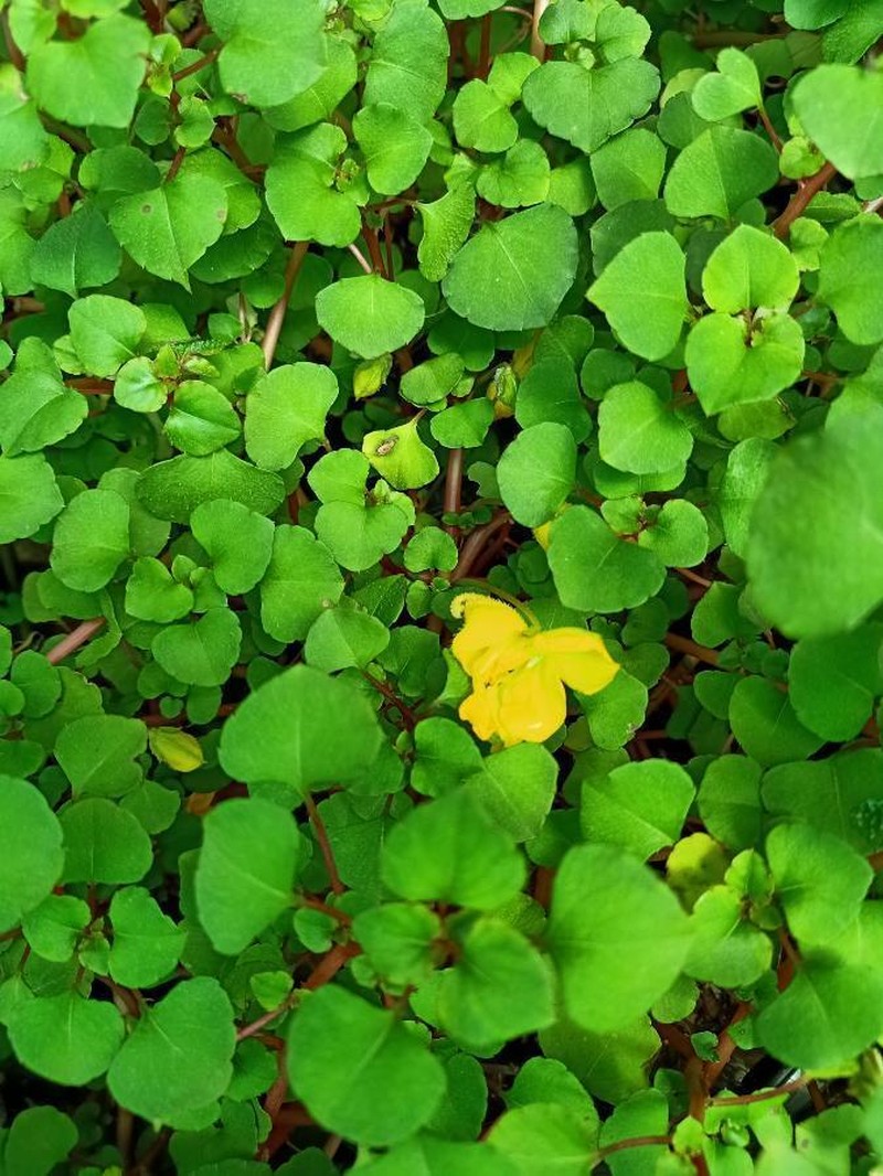 Impatiens repens photo 2