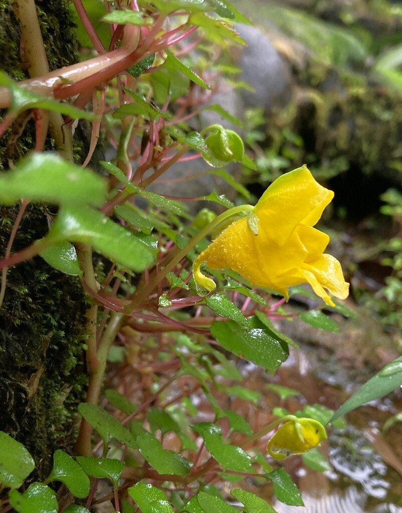 Impatiens repens photo 4