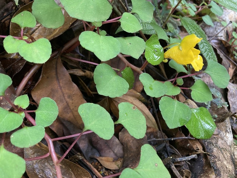 Impatiens repens photo 6