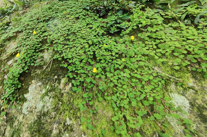 Impatiens repens photo 7