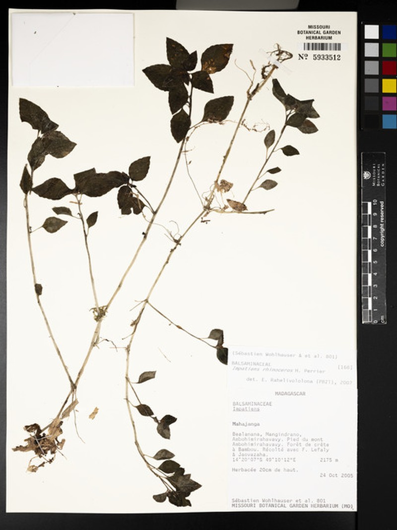 Impatiens rhinoceros