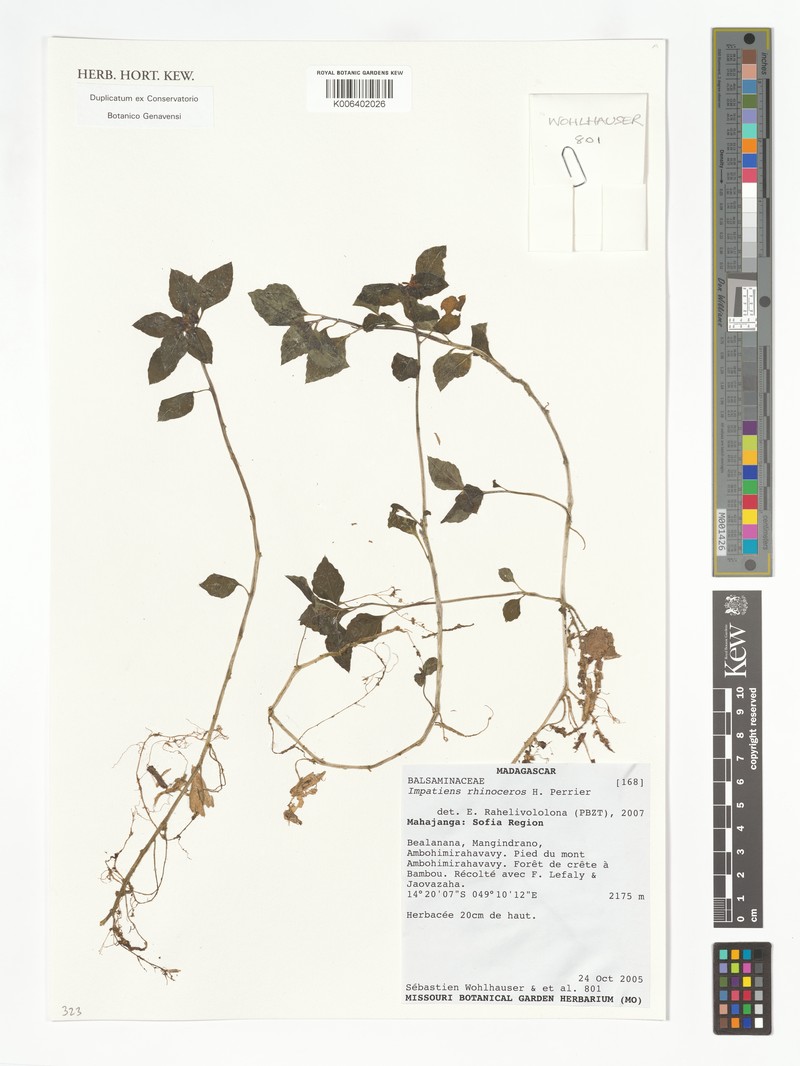 Impatiens rhinoceros photo 2