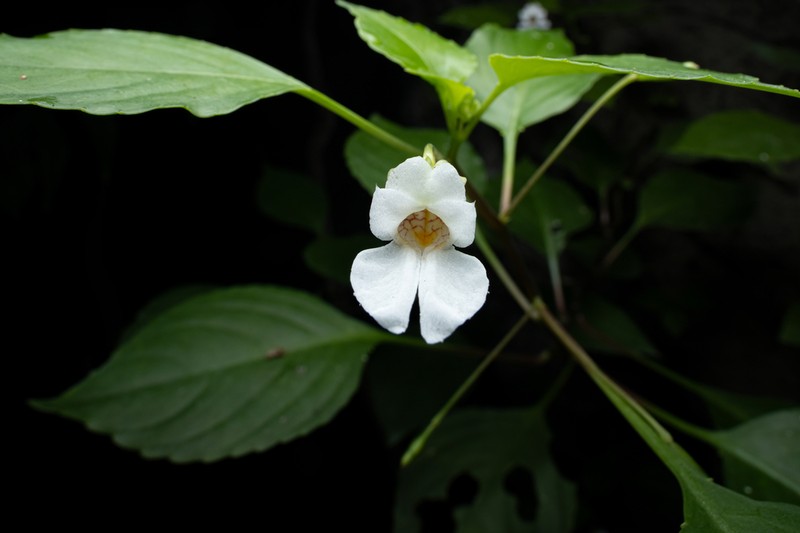 Impatiens ridleyi