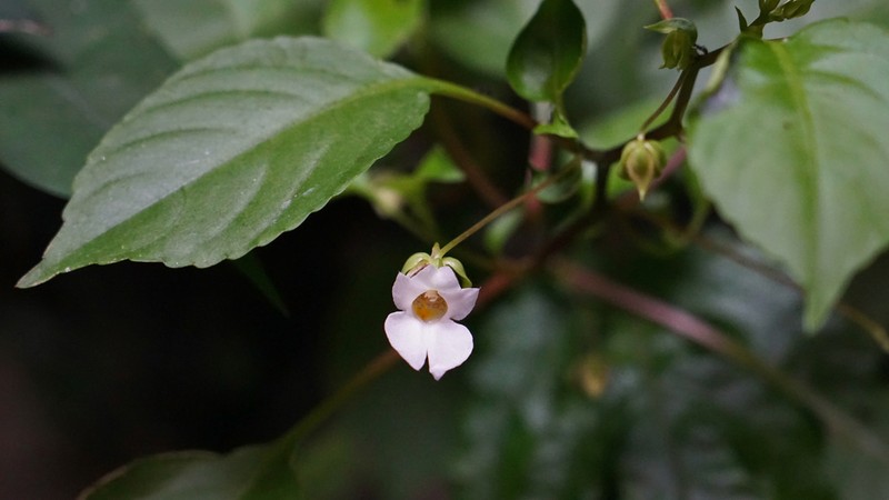 Impatiens ridleyi photo 2
