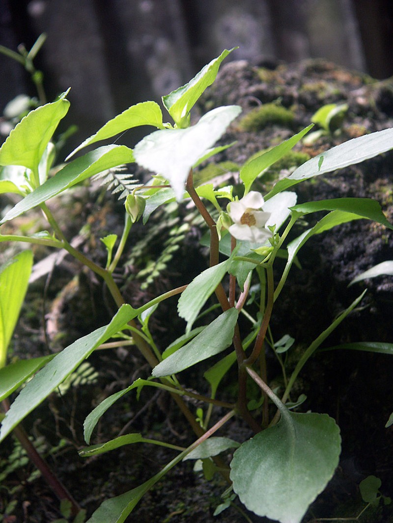 Impatiens ridleyi photo 3